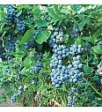Vaccinium corymbosum Bluegold C5 Lit. 30-40 cm (16984)
