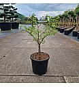 Ginkgo biloba Little Emperor C8 Lit. 40-50 cm