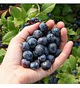 Vaccinium corymbosum Bluecrop C5 Lit. 30-40 cm