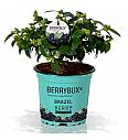 Vaccinium angustifolium BrazelBerry ® Berry Bux ® Ø10,5 cm