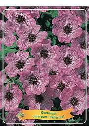 Geranium cinereum Ballerina Ø11