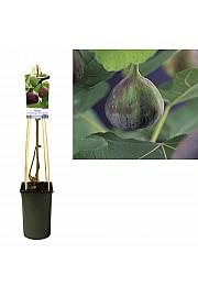 Ficus carica Rouge de Bordeaux C2,5 Lit. 40-60 cm