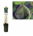 Ficus carica Brown Turkey C2,5 Lit. 40-60 cm