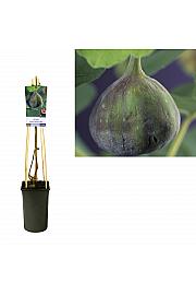 Ficus carica Brown Turkey C2,5 Lit. 40-60 cm