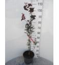 Fagus sylvatica Rohan Obelisk C5 Lit. 60-80 cm