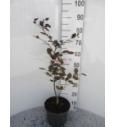 Fagus sylvatica Riversii C5 Lit. 60-80 cm