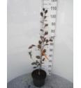 Fagus sylvatica Purpurea Tricolor C5 Lit. 60-80 cm