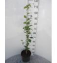 Fagus sylvatica Dawyck Gold C5 Lit. 60-80 cm