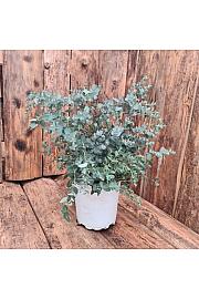 Eukaliptus gunnii Ø18