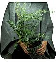 Eucalyptus gunnii Ø14