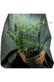 Eucalyptus gunnii Ø14