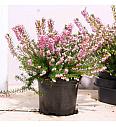 Erica darlyensis Ø11 roza