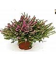 Erica darlyensis Ø11 rdeča