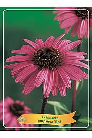Echinacea purpurea Red Ø11