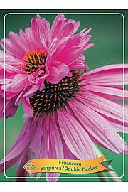 Echinacea purpurea Double Decker Ø11
