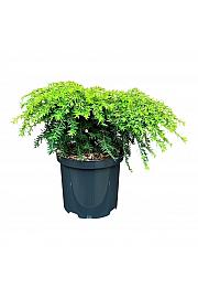 Tsuga canadensis Jeddeloh C2,5 Lit. 20-25 cm