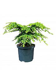 Tsuga canadensis Zelena kugla ᴾᴿ C5 Lit. 25-30 cm