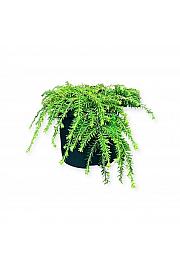 Tsuga canadensis Coles, polegli C2,5 lit. 15-20 cm