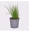 Allium schoenoprasum Ø14