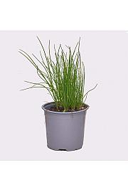 Allium schoenoprasum Ø14