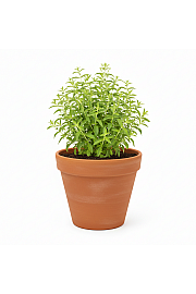 Dišavnice Stevia rebaudiana Ø10,5