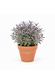 Dišavnice SALVIA NAZARETH/PURPURASCENS Ø10,5