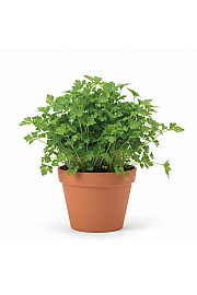 Dišavnice PETROSILEUM GIGANTE´D ITALIA Ø10,5