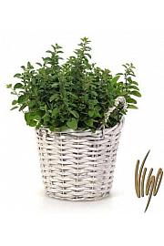 Dišavnice Ø18 mix pleteni leseni lonček