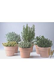 Dišavnice Ø14 mix terracotta lonec