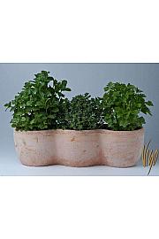 Dišavnice Ø14 mix 3 pack terracotta lonec