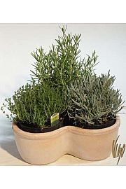 Dišavnice Ø14 mix 3 pack terracotta detelja