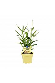 Zingiber officinale; Ingver; Ø12; 708861;BLU