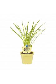 Tulbaghia violacea; Česnova Trava; Ø12;700067;BLU
