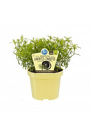 Tagetes filifolia; Lakric tagetes; Ø12;700439;BLU