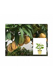 Solanum muricatum; Pepino; Ø12;700047;BLU