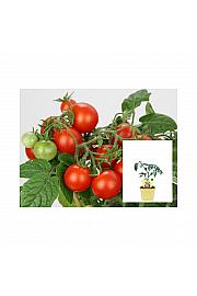 Lycopersicon esculentum L.; Paradižnik Mini-Tom; Ø12;701028;BLU