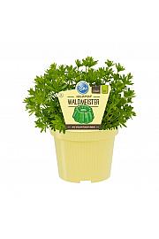 Galium odoratum; Dišeča lakota; Ø12;700270;BLU