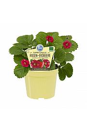 Fragaria ananassa Summer Breeze Rose; Večrodna jagoda; Ø12;690031;BLU