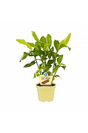 Elettaria cardamomum; Cimet; Ø12;700041;BLU