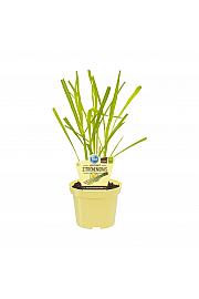 Cymbopogon; Citronska trava; Ø12;700790;BLU
