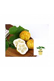 Cucumis sativus Lemon Apple; Limonska kumara; Ø12;700053;BLU