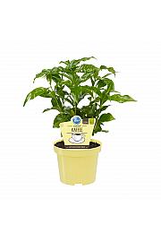 Coffea arabica; Prava kava; Ø12;700037;BLU