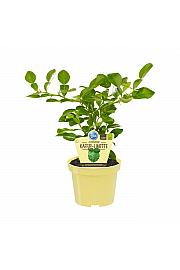 Citrus hystrix; Kefir limeta; Ø12;700031;BLU