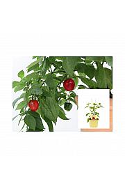 Capsicum pubescens Rocoto Red; Grmasti čili; Ø12;700042;BLU