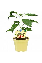 Capsicum chinense; Kapljičasti čili; Ø12;690020;BLU