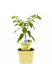 Capsicum baccatum Lemon Drop; Limonski čili; Ø12;700052;BLU