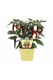 Capsicum annuum; Čili Flambinos; Ø12;700178;BLU