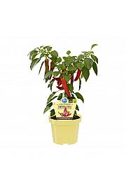 Capsicum annuum; Pritljikavi čili; Ø12;700089;BLU