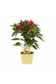 Capsicum annuum; Pekoči čili; Ø12;700088;BLU