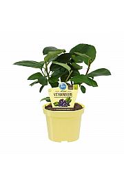 Aronia melanocarpa Rubina; Aronija; Ø12;700023;PLAVA